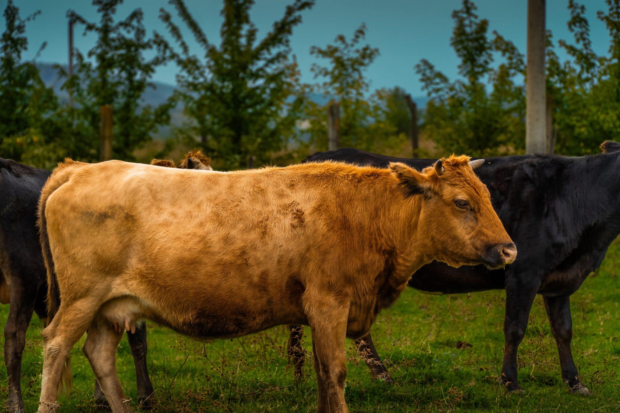 Career Pivots That Pay Off: Moving Into the Animal Health Field